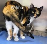 Enlarge Wilma, a ADOPTABLE mixed breed in Moline, IL image 1/1