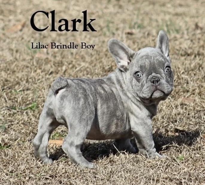 Clark, Adopted, Puppy Male French Bulldog.
