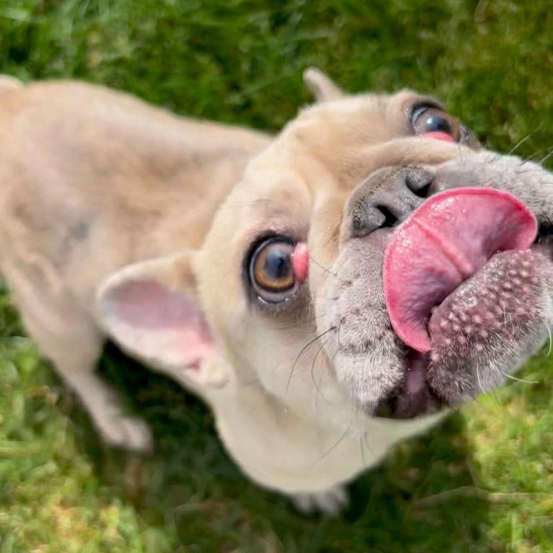 Francesca, a ADOPTABLE French Bulldog in Barrington, IL image 2/5