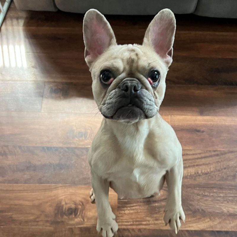 Francesca, a ADOPTABLE French Bulldog in Barrington, IL image 4/5