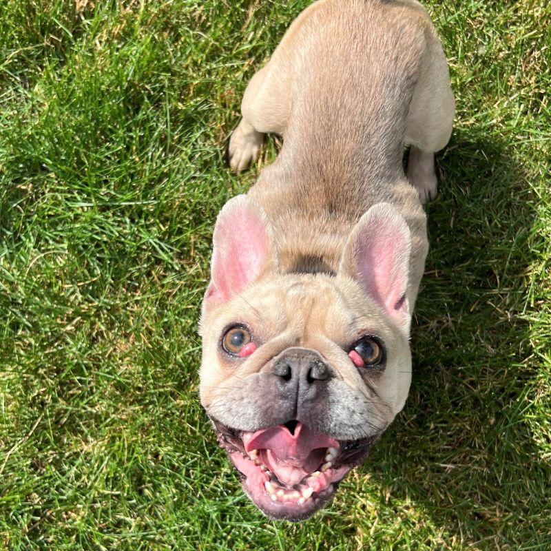 Francesca, a ADOPTABLE French Bulldog in Barrington, IL image 5/5