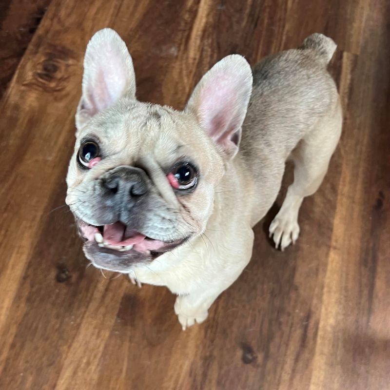 Francesca, a ADOPTABLE French Bulldog in Barrington, IL image 3/5
