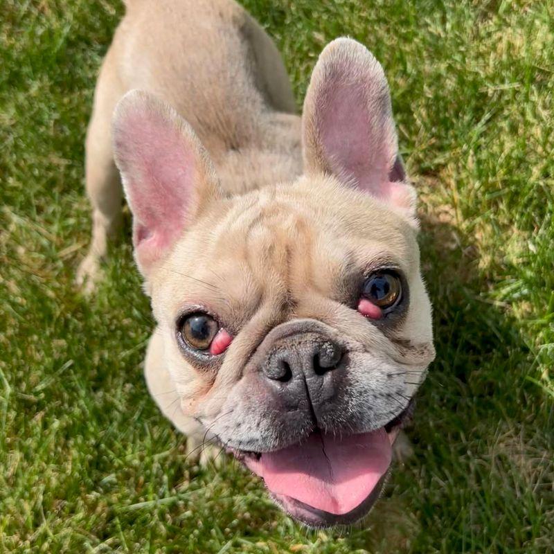 Francesca, a ADOPTABLE French Bulldog in Barrington, IL image 1/5