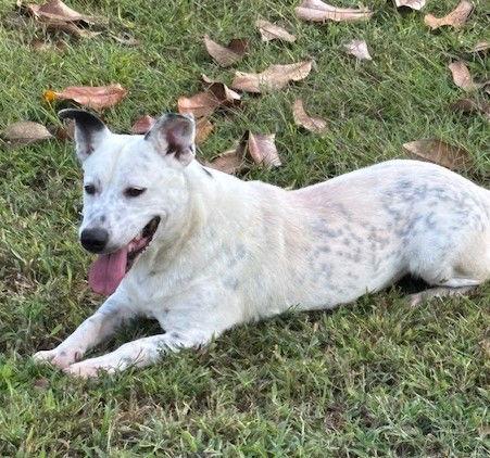 Napoleon, Adoptable, Adult Male Labrador Retriever & Dachshund.