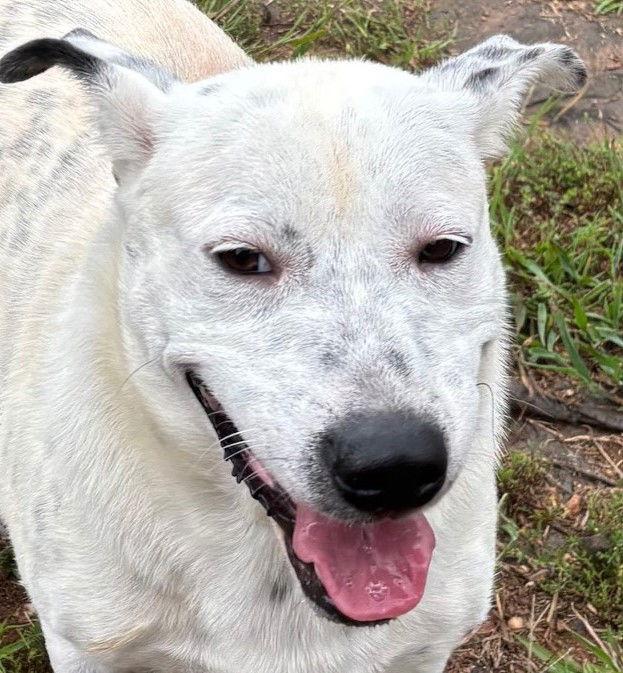 Enlarge Napoleon, a Adoptable mixed breed in Carrollton, GA image 2/3