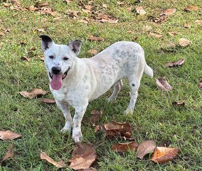 Enlarge Napoleon, a Adoptable mixed breed in Carrollton, GA image 3/3