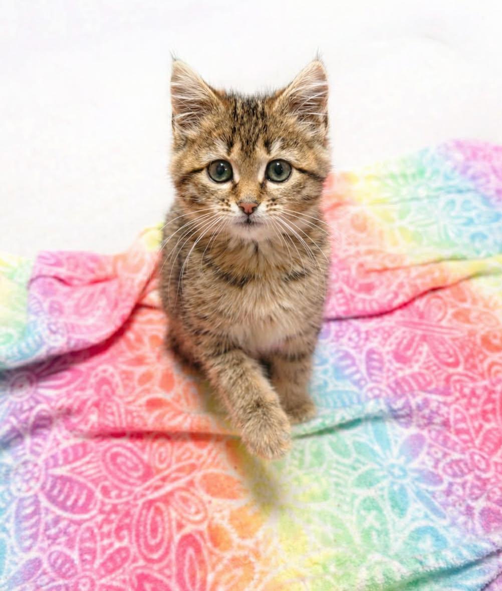 Grazia, ADOPTABLE, Kitten Female Domestic Short Hair.