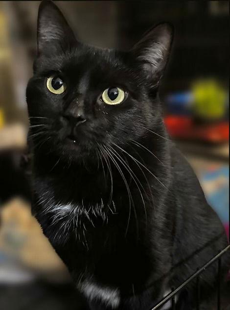 Salem, Adoptable, Adult Female Domestic Short Hair.