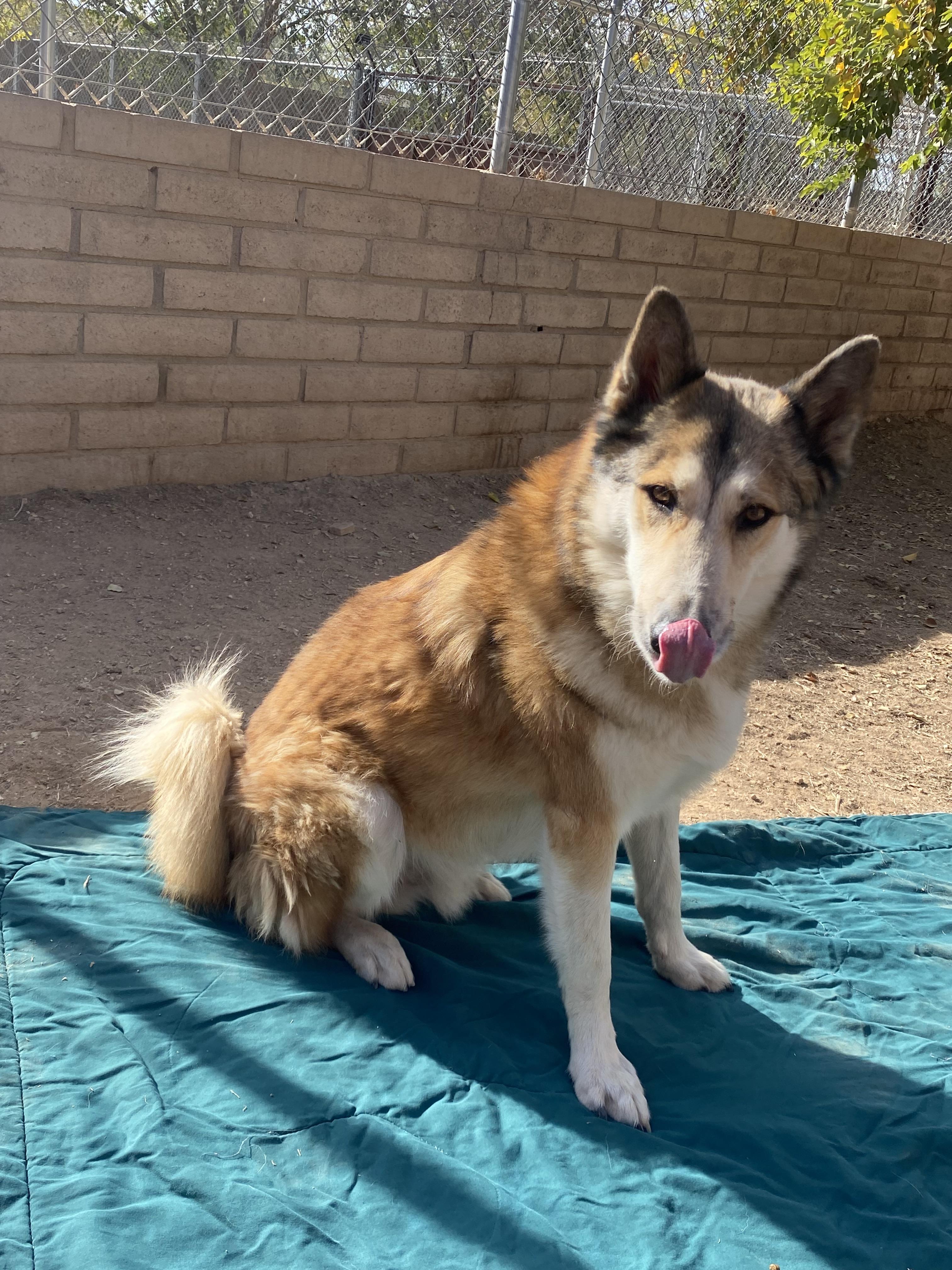 Enlarge Odie, a Adoptable Husky in Phoenix, AZ image 2/5