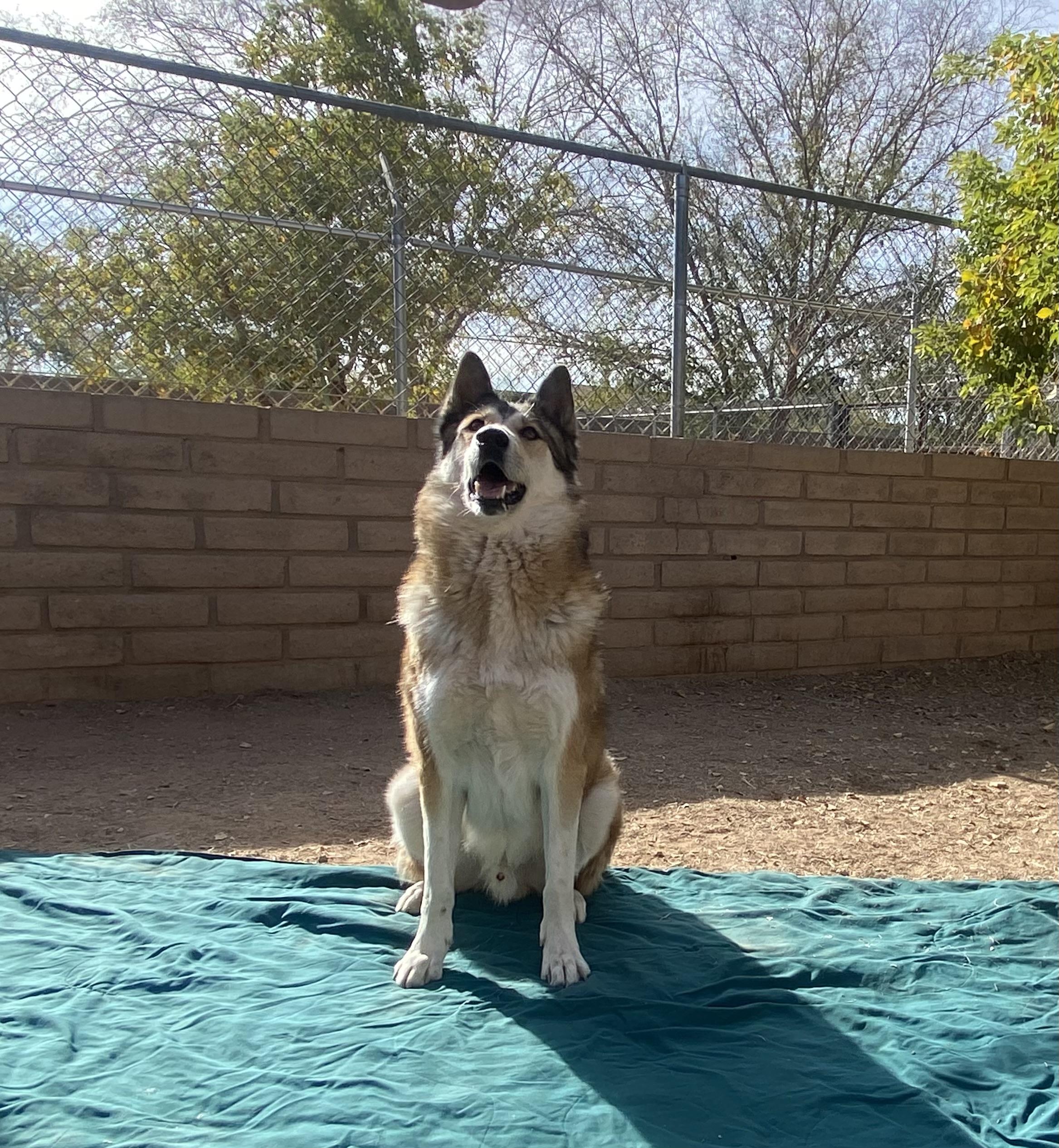 Enlarge Odie, a Adoptable Husky in Phoenix, AZ image 3/5