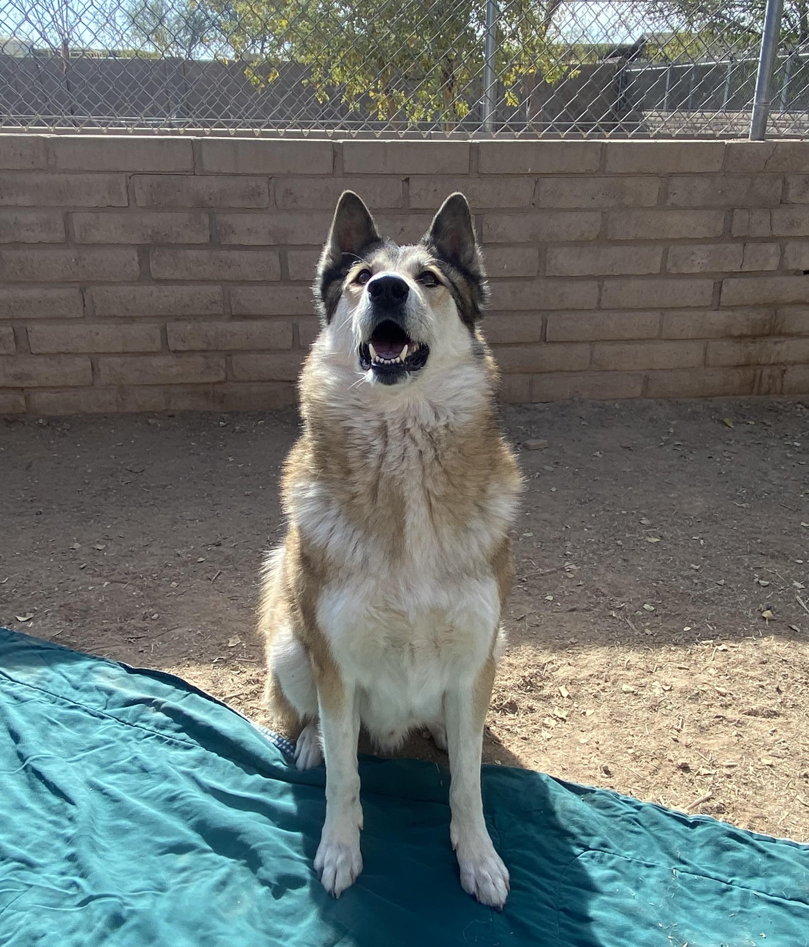Enlarge Odie, a Adoptable Husky in Phoenix, AZ image 1/5