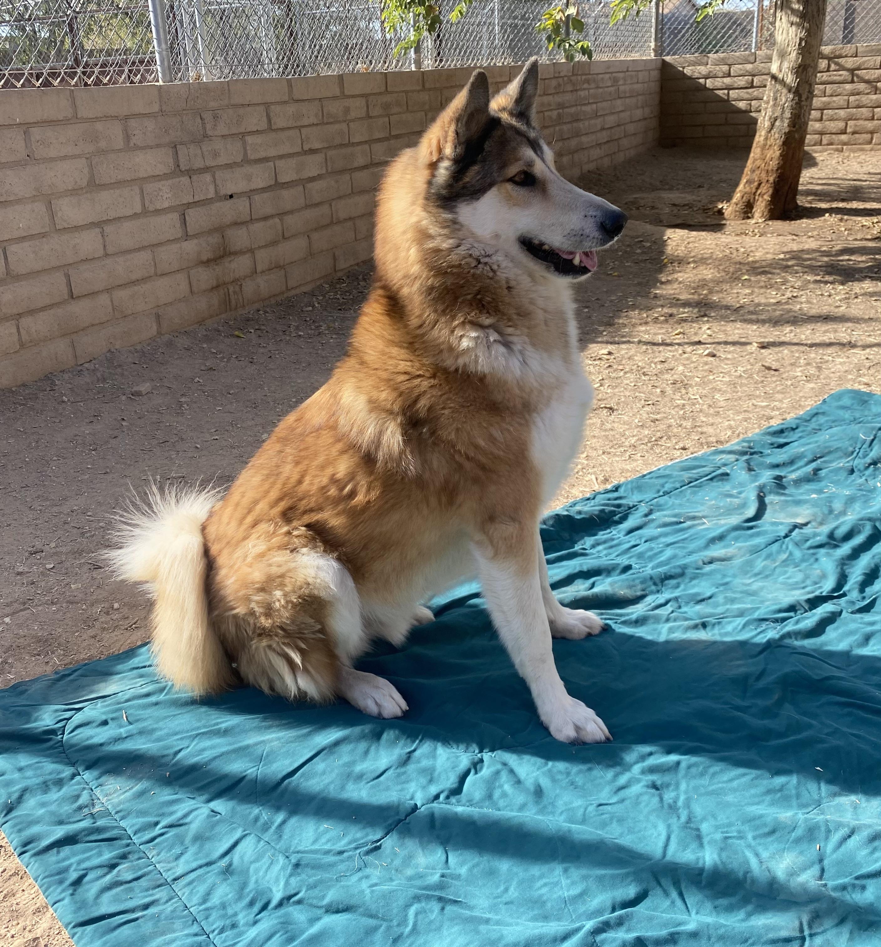 Enlarge Odie, a Adoptable Husky in Phoenix, AZ image 4/5