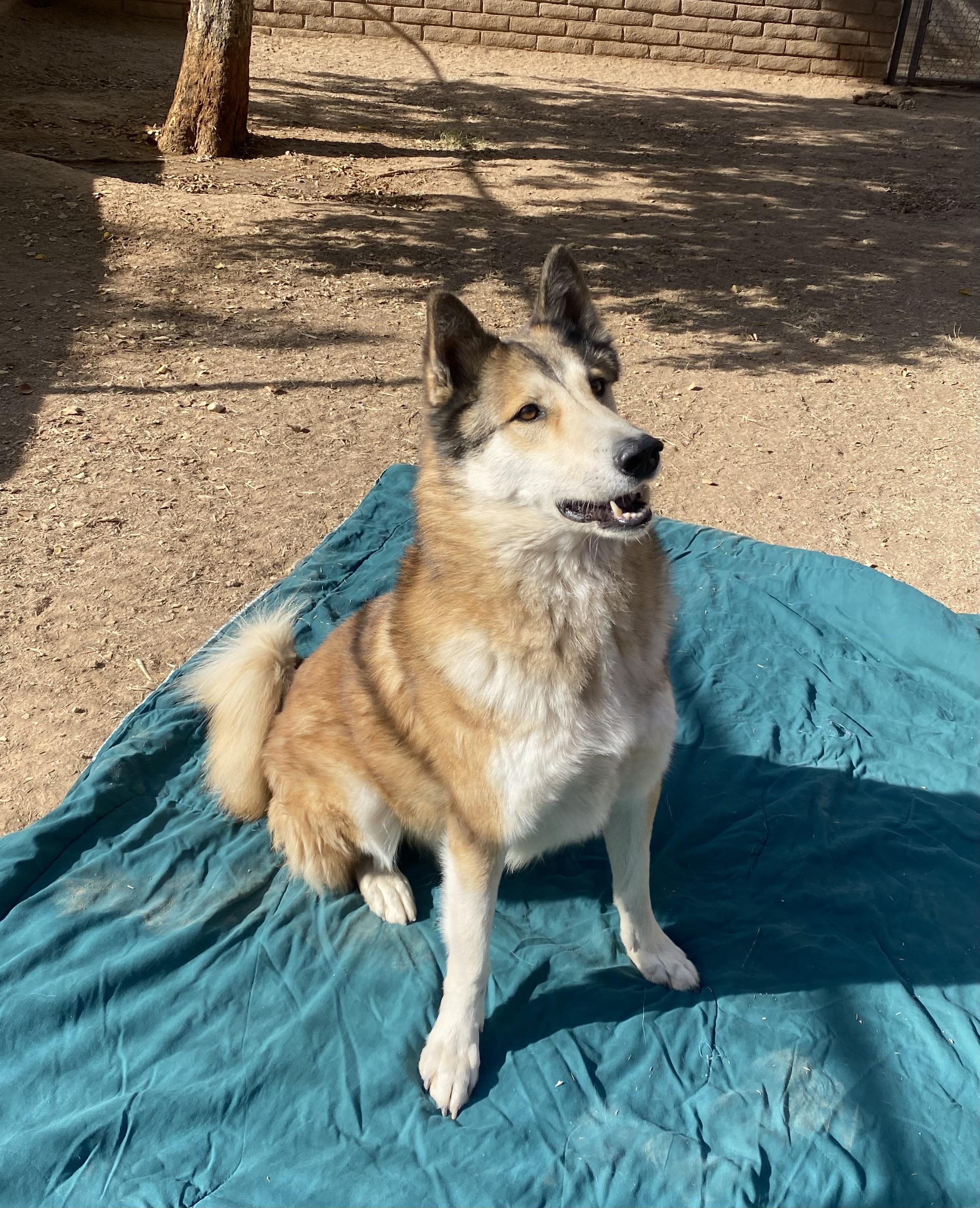 Enlarge Odie, a Adoptable Husky in Phoenix, AZ image 5/5