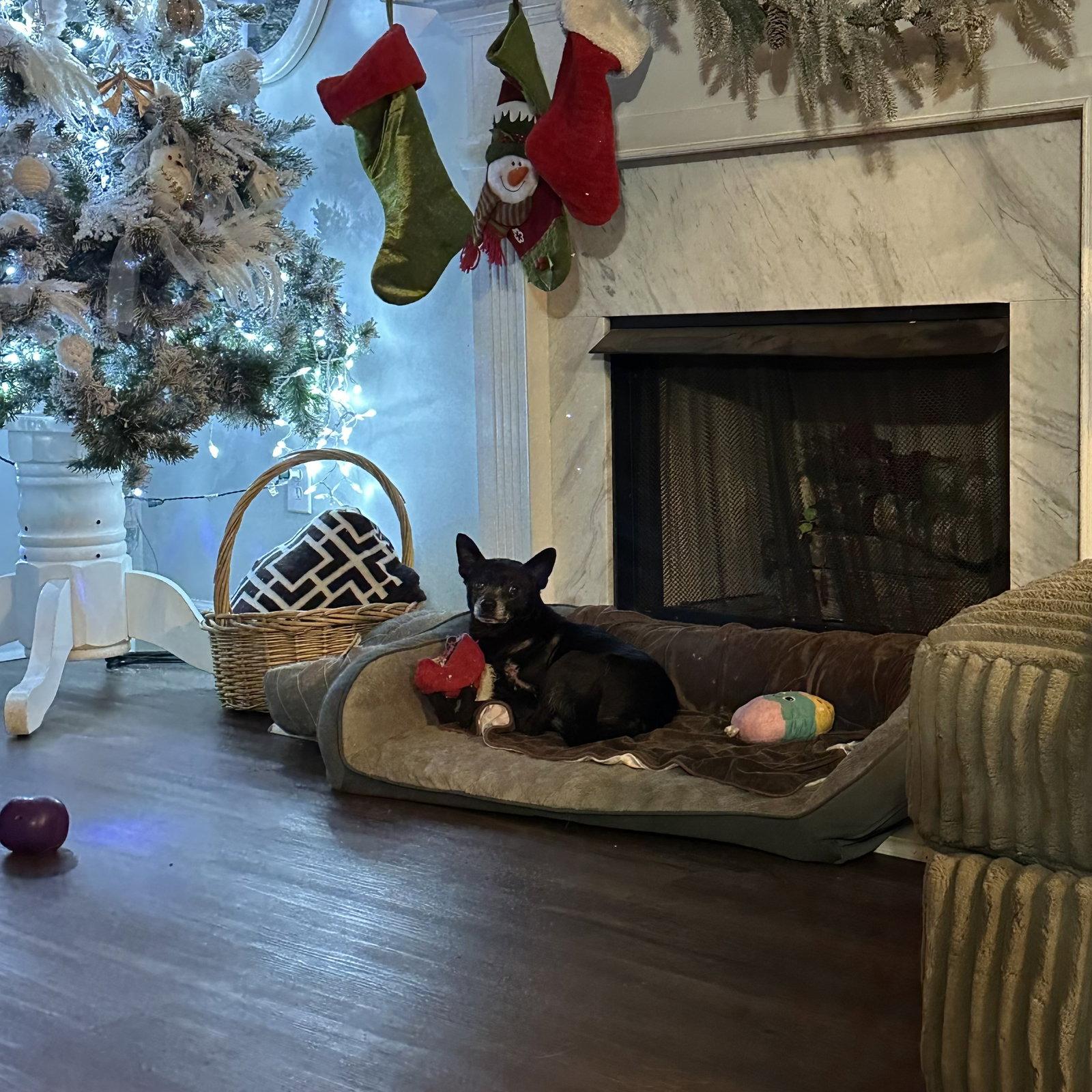 Enlarge Logan, a Adopted Chihuahua in Ball Ground, GA image 2/3