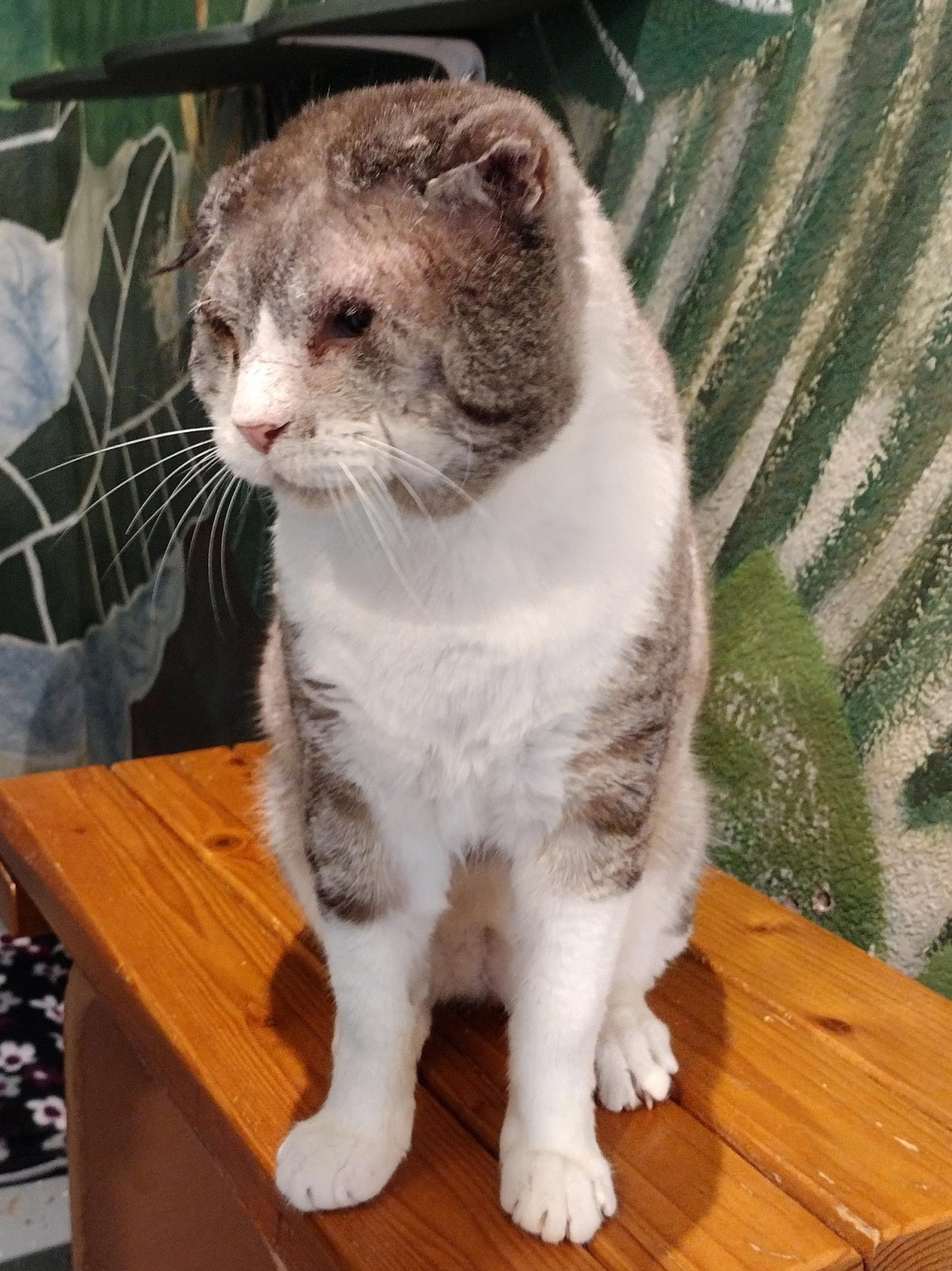Sir Teddy Chonk, Adoptable, Adult Male Domestic Short Hair.