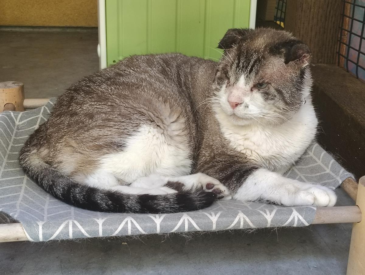 Sir Teddy Chonk, Adoptable, Adult Male Domestic Short Hair.