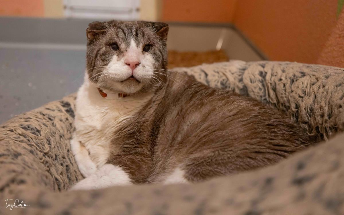 Sir Teddy Chonk, a Adoptable mixed breed in Lincoln, CA image 2/6