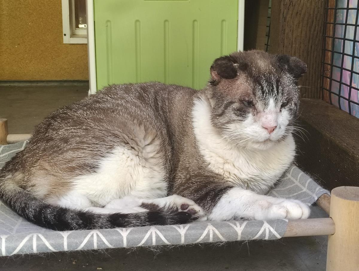 Sir Teddy Chonk, a Adoptable mixed breed in Lincoln, CA image 3/6