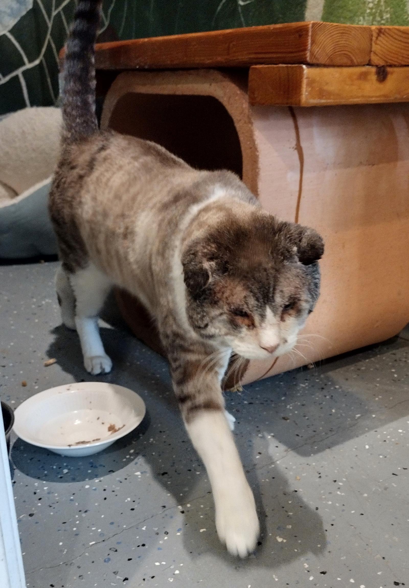 Sir Teddy Chonk, a Adoptable mixed breed in Lincoln, CA image 4/6
