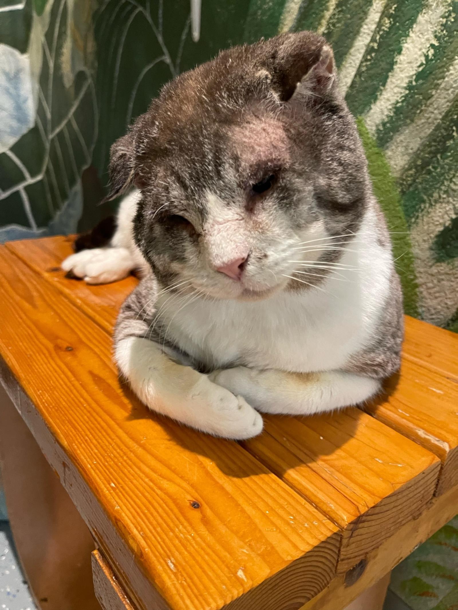 Sir Teddy Chonk, a Adoptable mixed breed in Lincoln, CA image 5/6