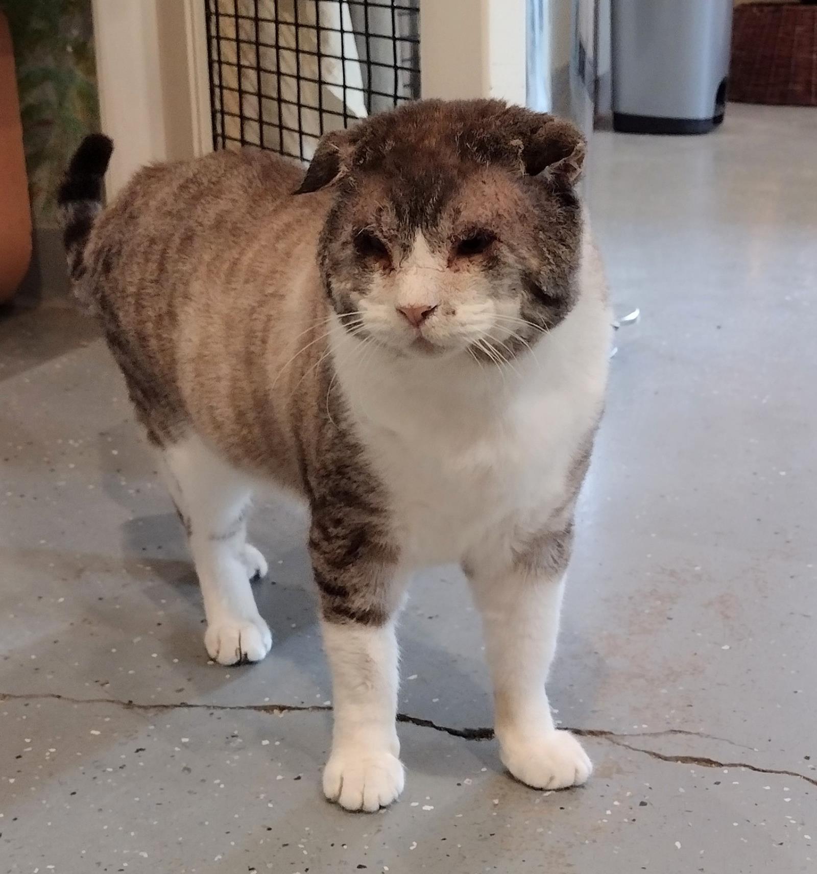 Sir Teddy Chonk, a Adoptable mixed breed in Lincoln, CA image 6/6