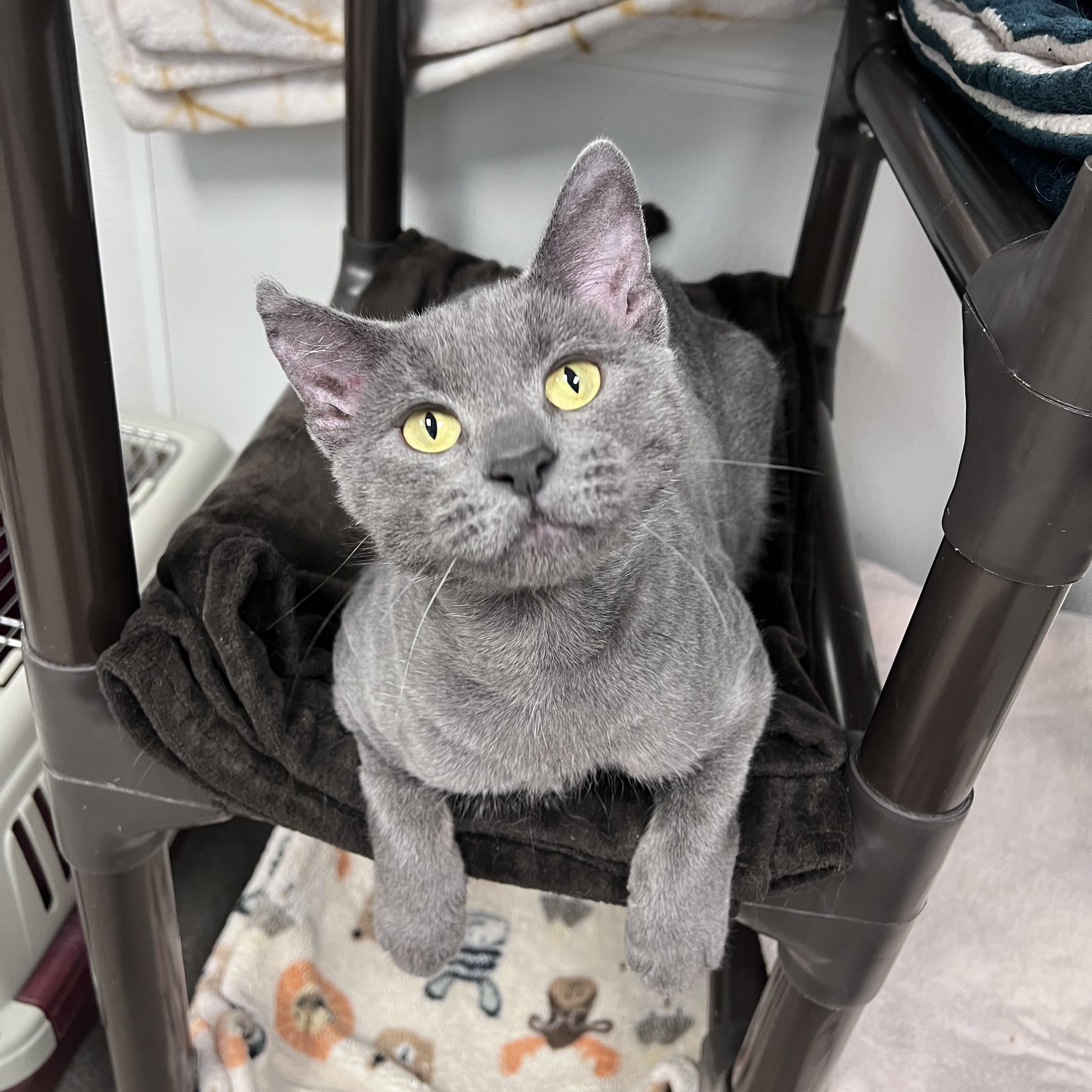 Enlarge Skylar, an adopted Domestic Short Hair in Arlington Heights, IL image 2/2