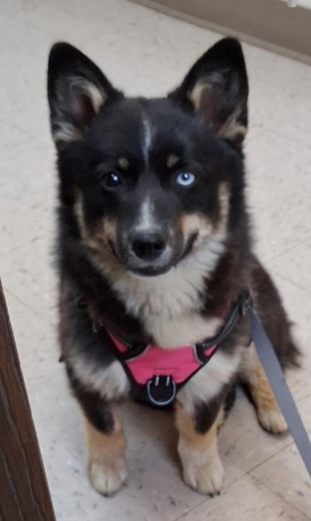 Enlarge KODA Corgi XPomski cross, a ADOPTABLE mixed breed in Woodsfield, OH image 1/1