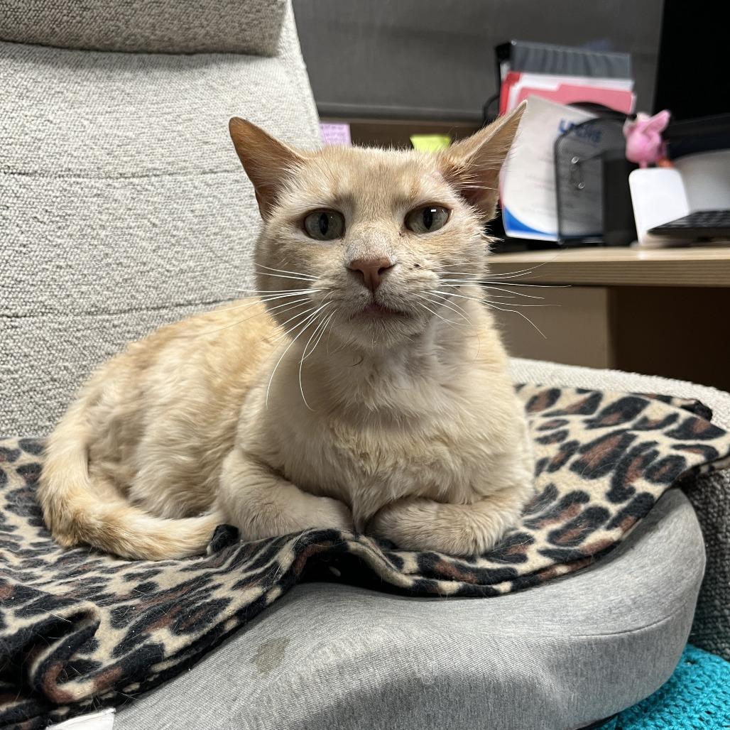 Enlarge Butters, a Adoptable Domestic Short Hair in Durango, CO image 1/2