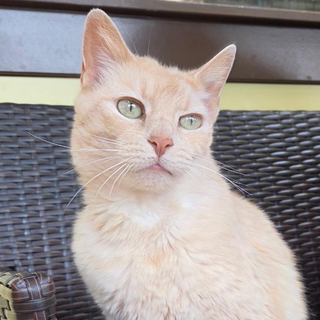 Enlarge Butters, a Adoptable Domestic Short Hair in Durango, CO image 2/2