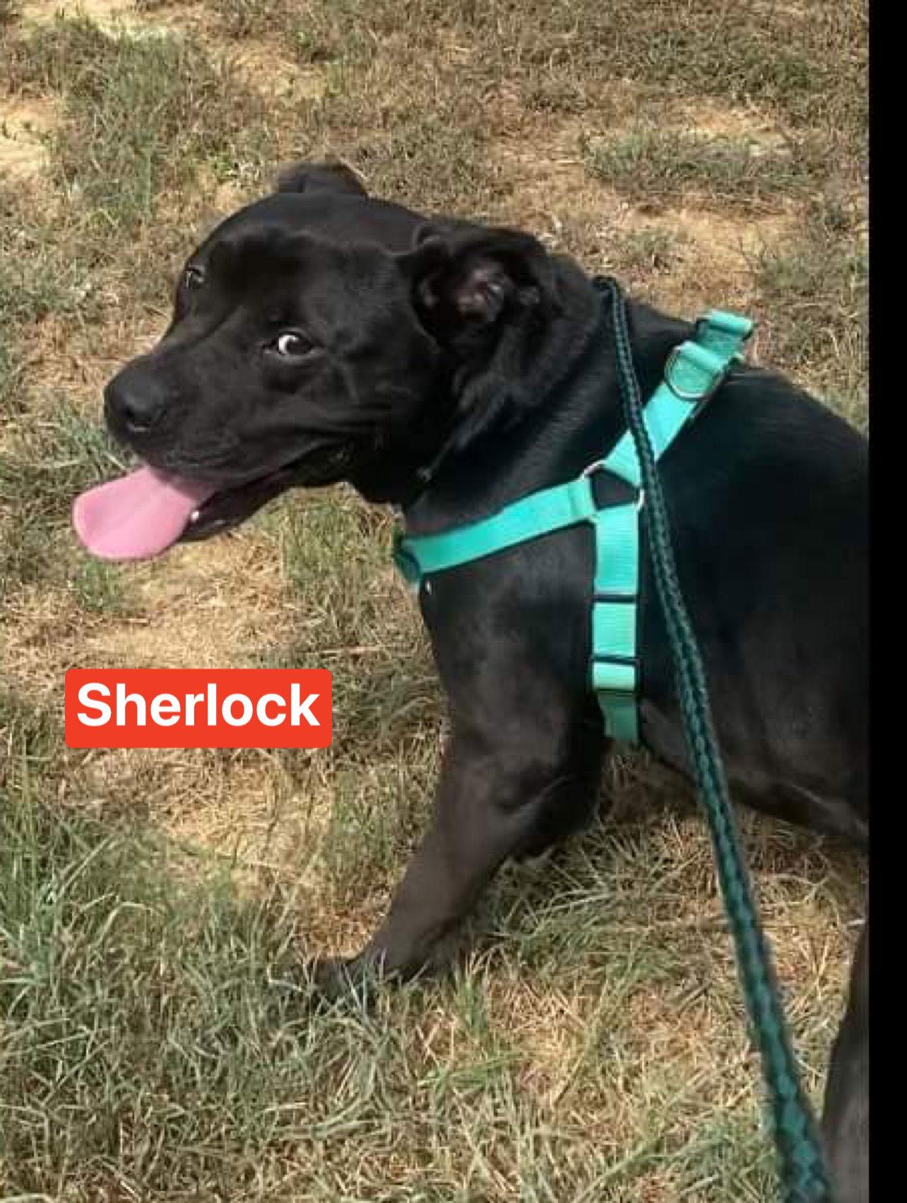 Sherlock thumbnail 3