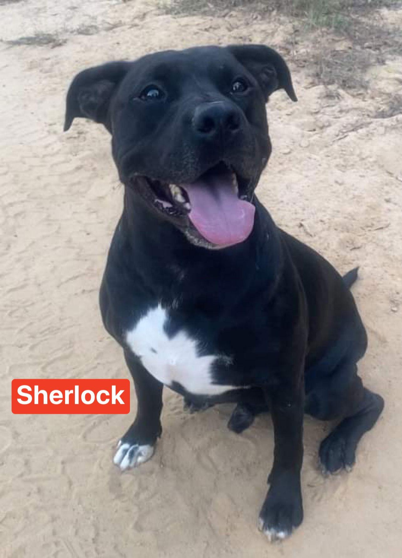 Sherlock, Adoptable, Young Male Pit Bull Terrier.