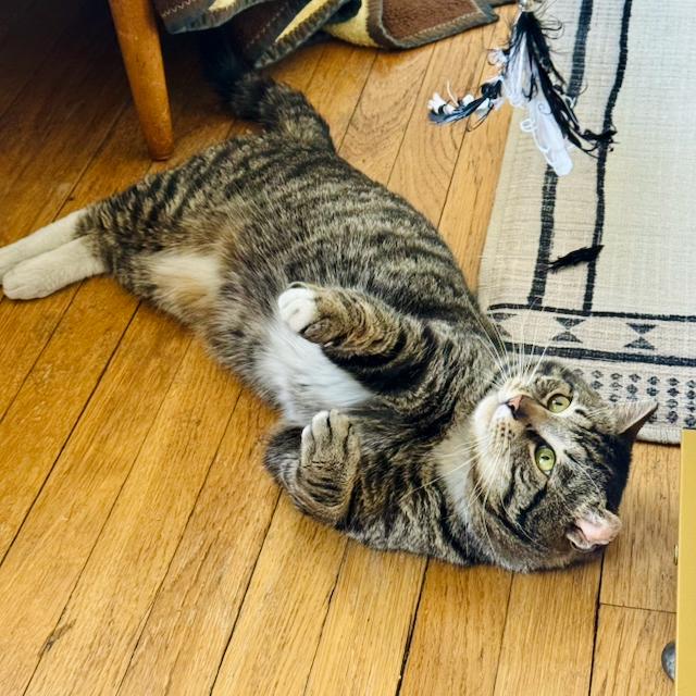 Enlarge Sir Von Crumples, a ADOPTABLE Domestic Short Hair in Jersey City, NJ image 4/6