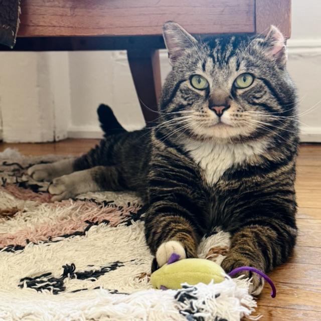 Enlarge Sir Von Crumples, a ADOPTABLE Domestic Short Hair in Jersey City, NJ image 5/6