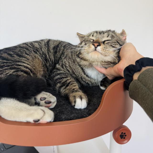 Enlarge Sir Von Crumples, a ADOPTABLE Domestic Short Hair in Jersey City, NJ image 2/6