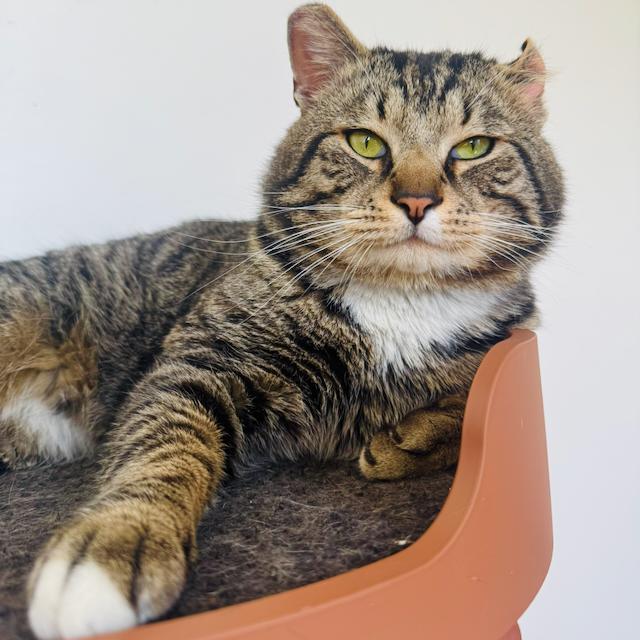 Enlarge Sir Von Crumples, a ADOPTABLE Domestic Short Hair in Jersey City, NJ image 1/6