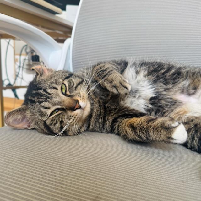 Enlarge Sir Von Crumples, a ADOPTABLE Domestic Short Hair in Jersey City, NJ image 3/6