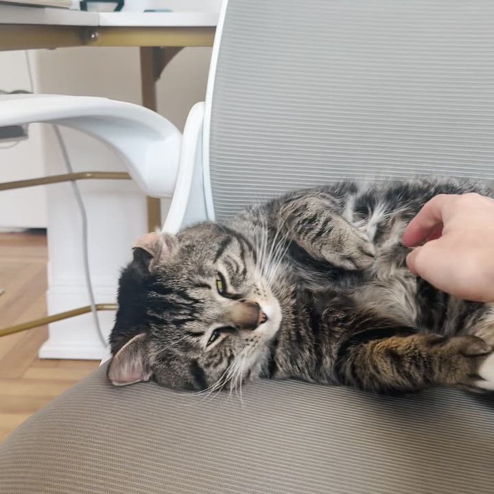 Enlarge Sir Von Crumples, a ADOPTABLE Domestic Short Hair in Jersey City, NJ video 6/6