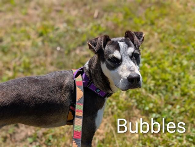 BUBBLES, Adoptable, Young Male Siberian Husky & Mixed Breed.