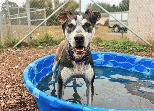 BUBBLES, Adoptable, Young Male Siberian Husky & Mixed Breed.