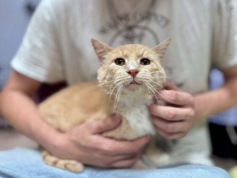 Enlarge Sassy, a Adoptable Domestic Short Hair in Wooster, OH image 1/1