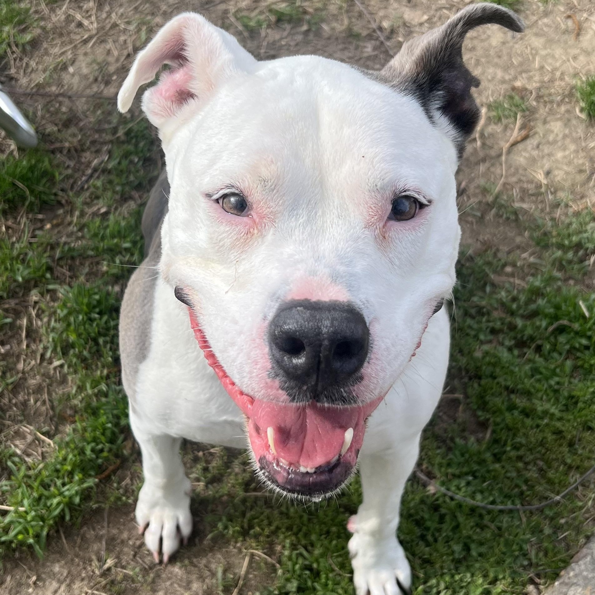 Enlarge Penelope, an adopted mixed breed in Saluda, VA image 3/3