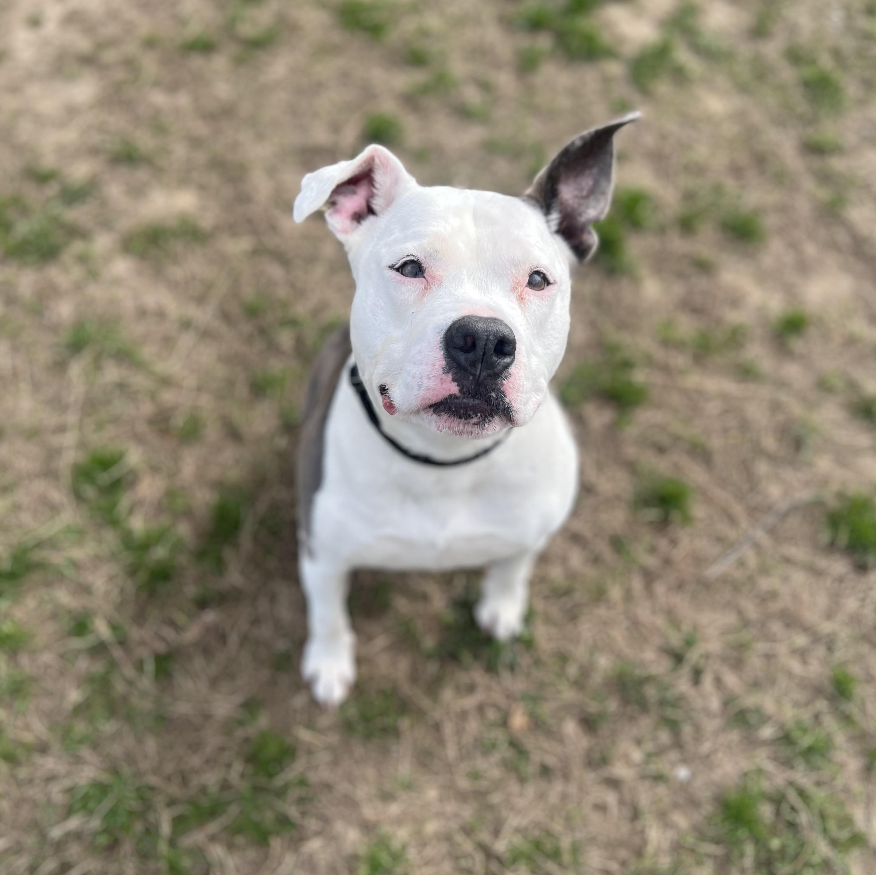 Enlarge Penelope, an adopted mixed breed in Saluda, VA image 2/3