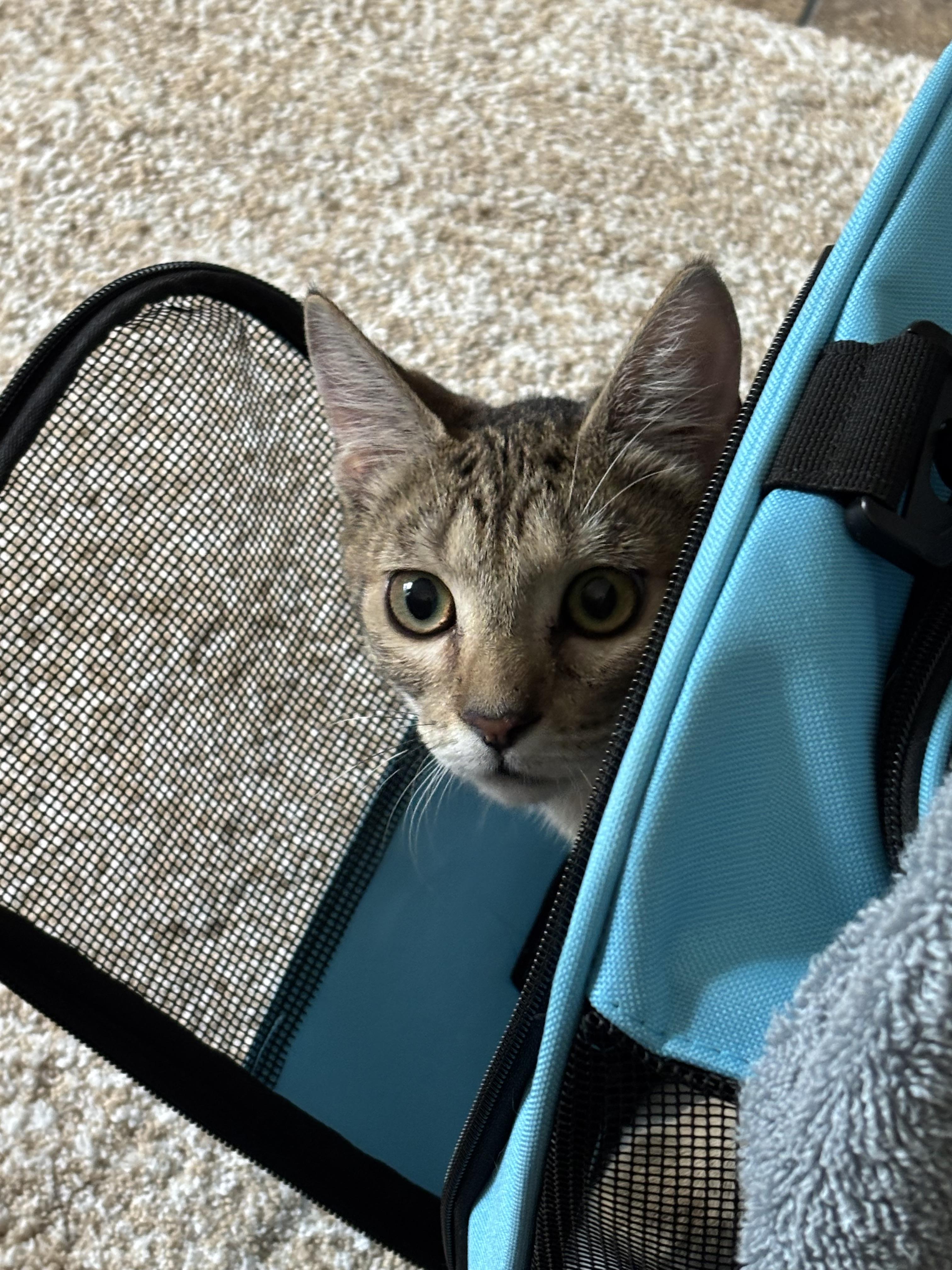 Leo, Adopted, Young Male Domestic Short Hair.