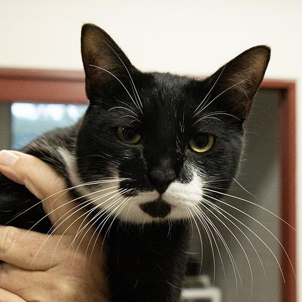 Mello, adopted, Adult Male Domestic Short Hair.