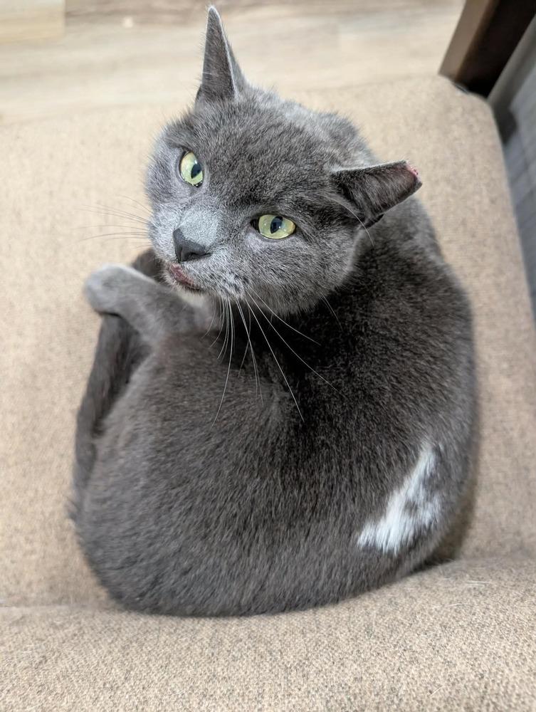 Jimmy, Adoptable, Adult Male Domestic Short Hair.