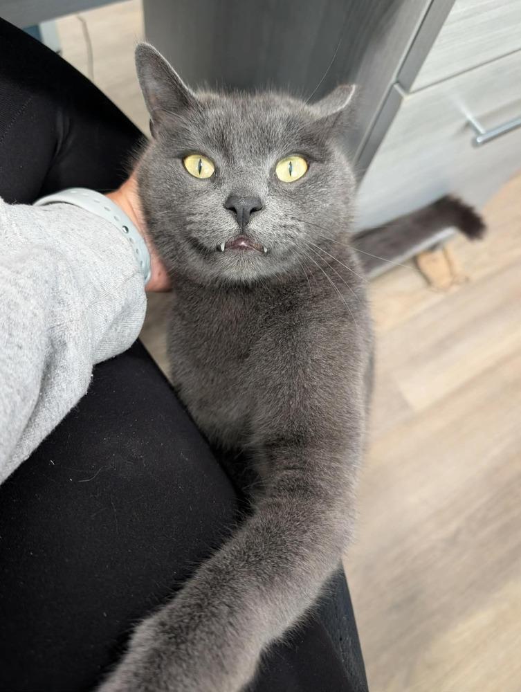 Enlarge Jimmy, a Adoptable Domestic Short Hair in Emerald Isle, NC image 2/3