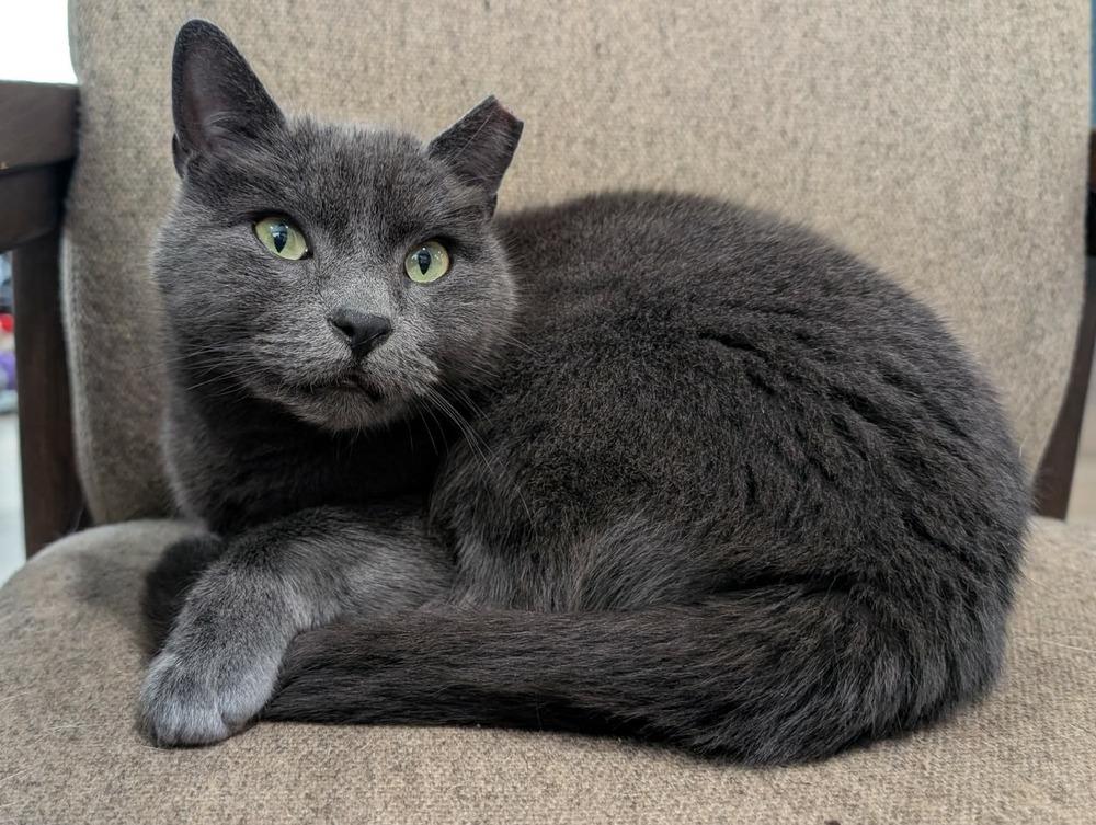 Enlarge Jimmy, a Adoptable Domestic Short Hair in Emerald Isle, NC image 3/3