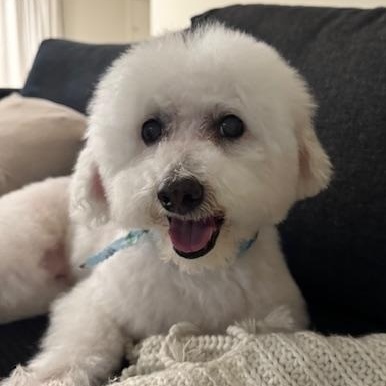 Princess, Senior Female Bichon Frise