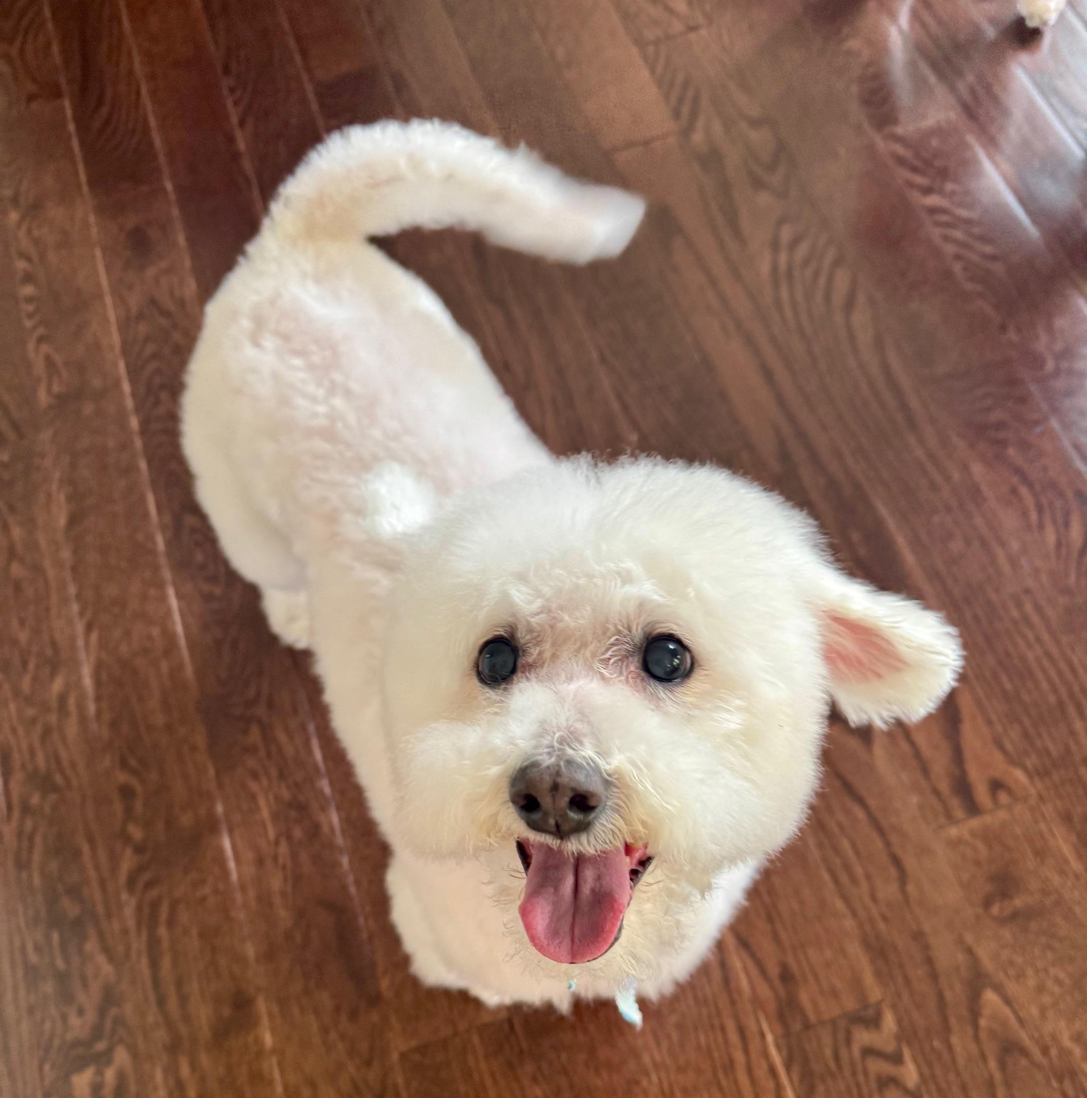 Enlarge Princess, a Adopted Bichon Frise in Springfield, VA image 2/3