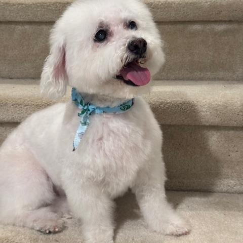 Enlarge Princess, a Adopted Bichon Frise in Springfield, VA image 3/3